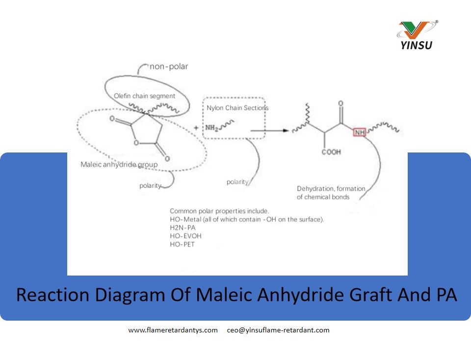 Reaction diagram of maleic anhydride graft and PA