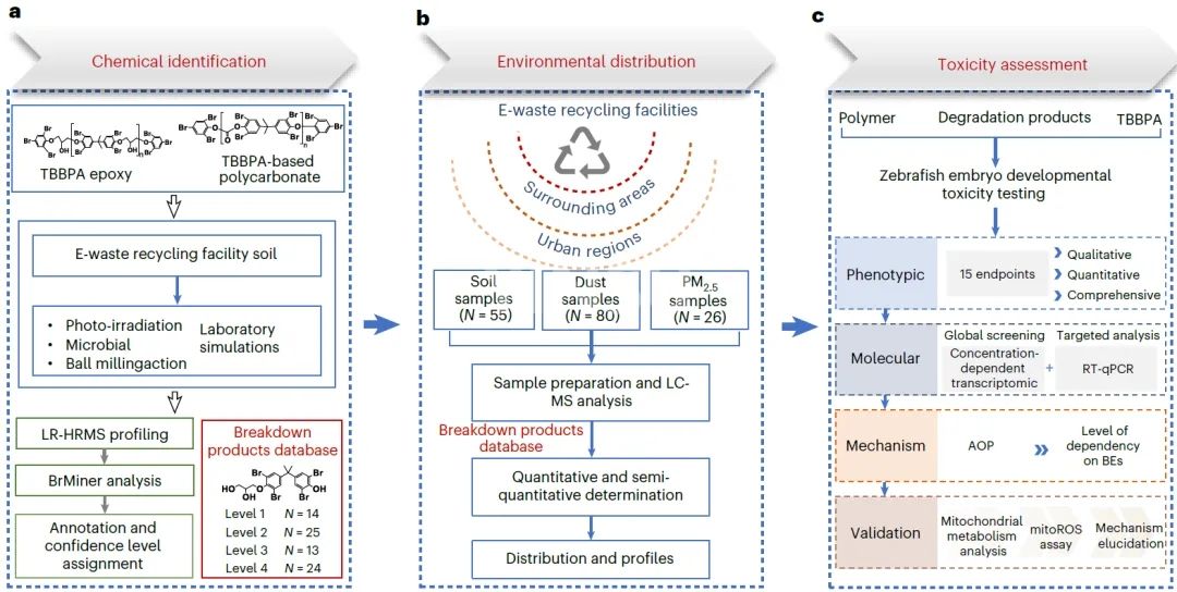 Figure 1. Investigating the degradation of polyTBBPA and its subsequent environmental or health risks
